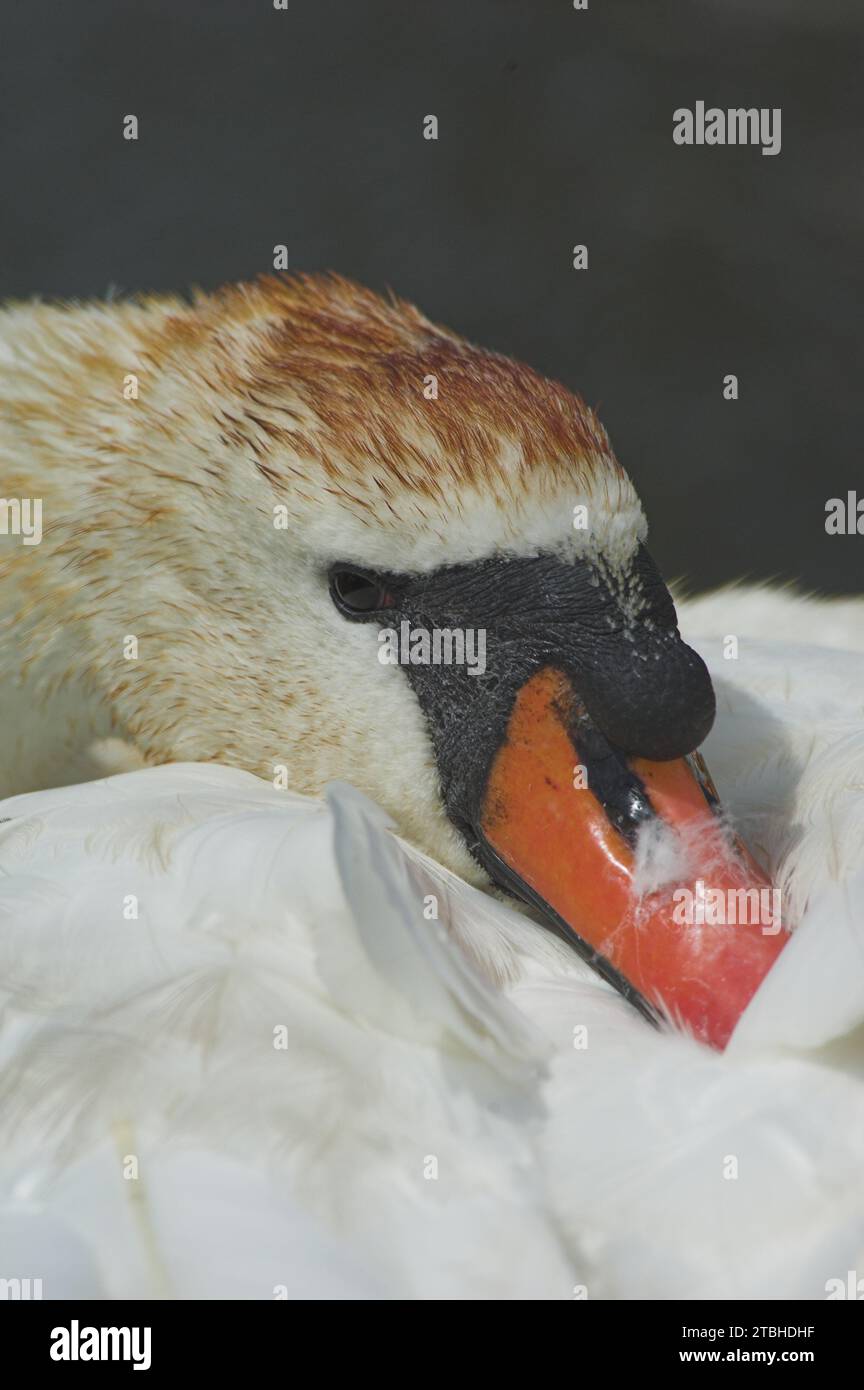 Mute Swan (Cygnus olor) Adult resting with head and beak amongst feathers. Stock Photo