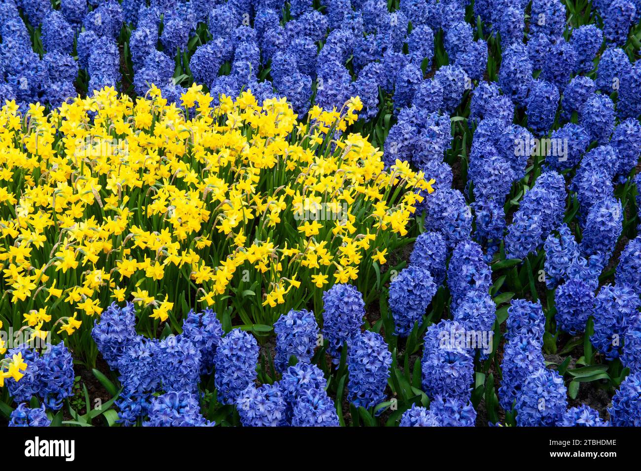 A section of the colorful and immaculately landscaped tulip and flower Keukenhof Gardens in Lisse, Netherlands. Stock Photo