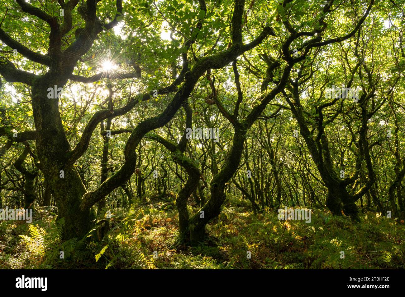 Deciduous trees growing over Dowsborough Hill Fort in the Quantocks, Somerset, England.  Autumn (September) 2023. Stock Photo