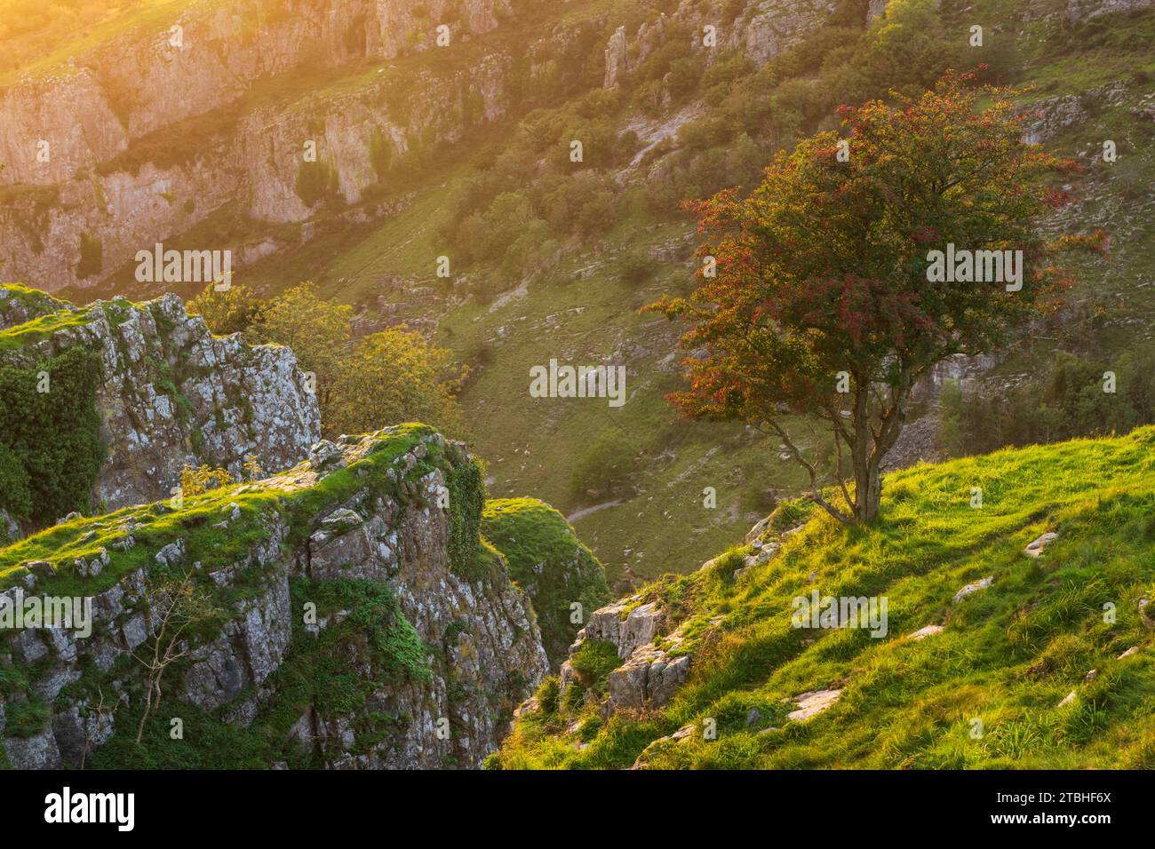 Hawthorn tree with red berries on top of Cheddar Gorge in the Mendip Hills, Somerset, England.  Autumn (September) 2023. Stock Photo