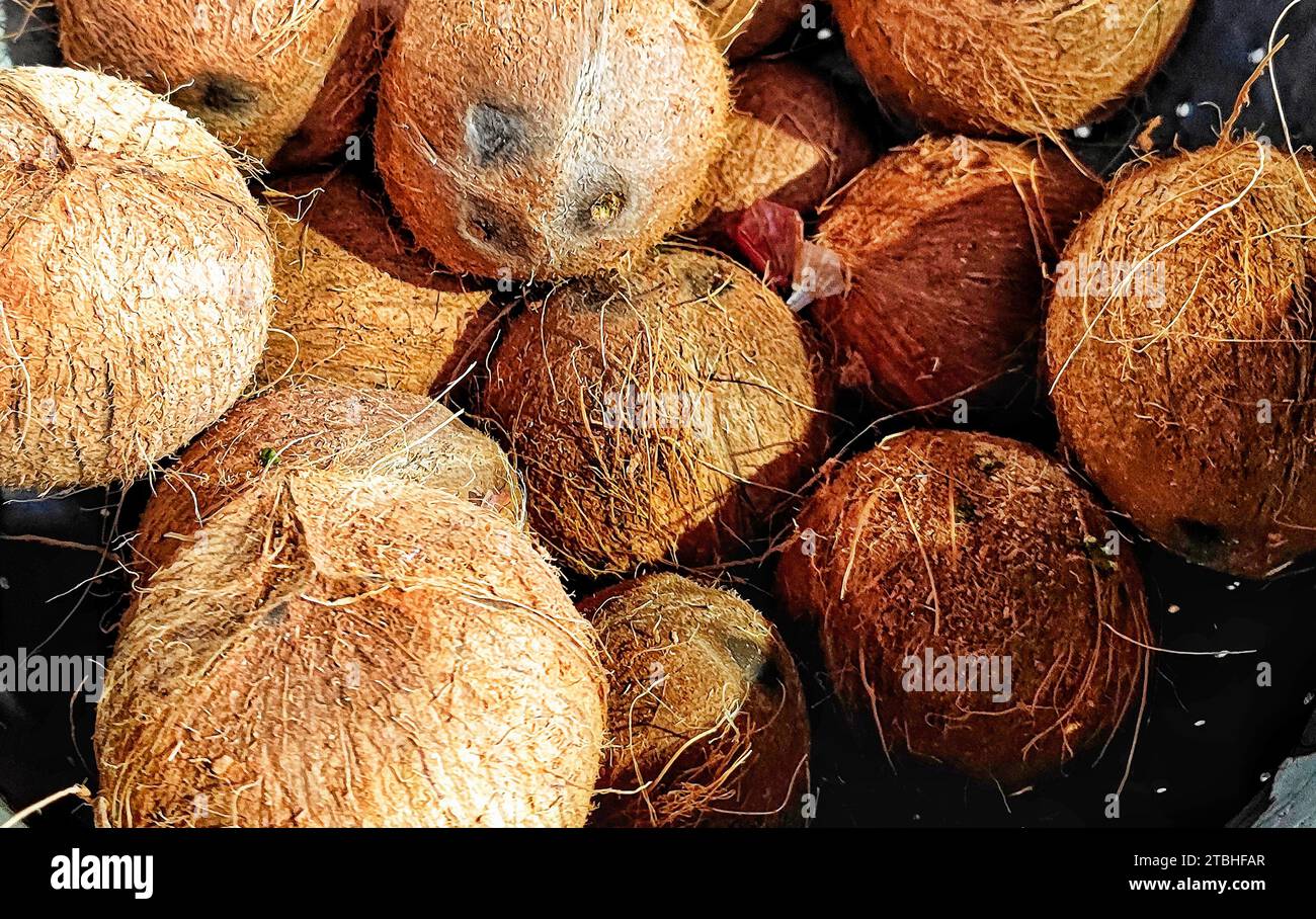 An array of coconuts illuminated by bright sunlight Stock Photo