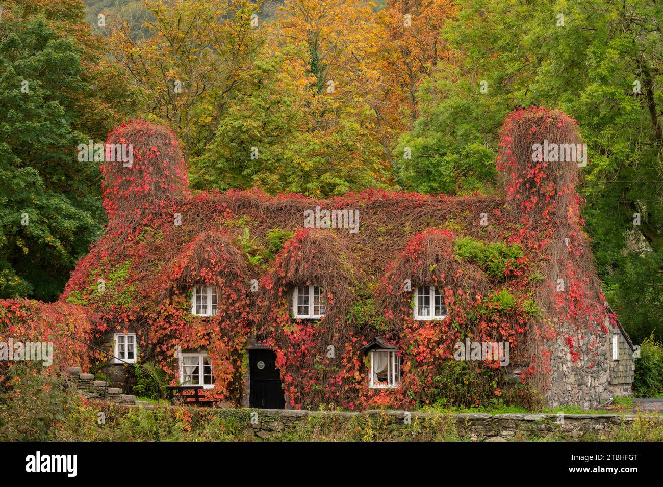 Traditional Welsh cottage covered in Virginia Creeper, Llanwrst, Snowdonia National Park, Wales, UK.  Autumn (October) 2023. Stock Photo