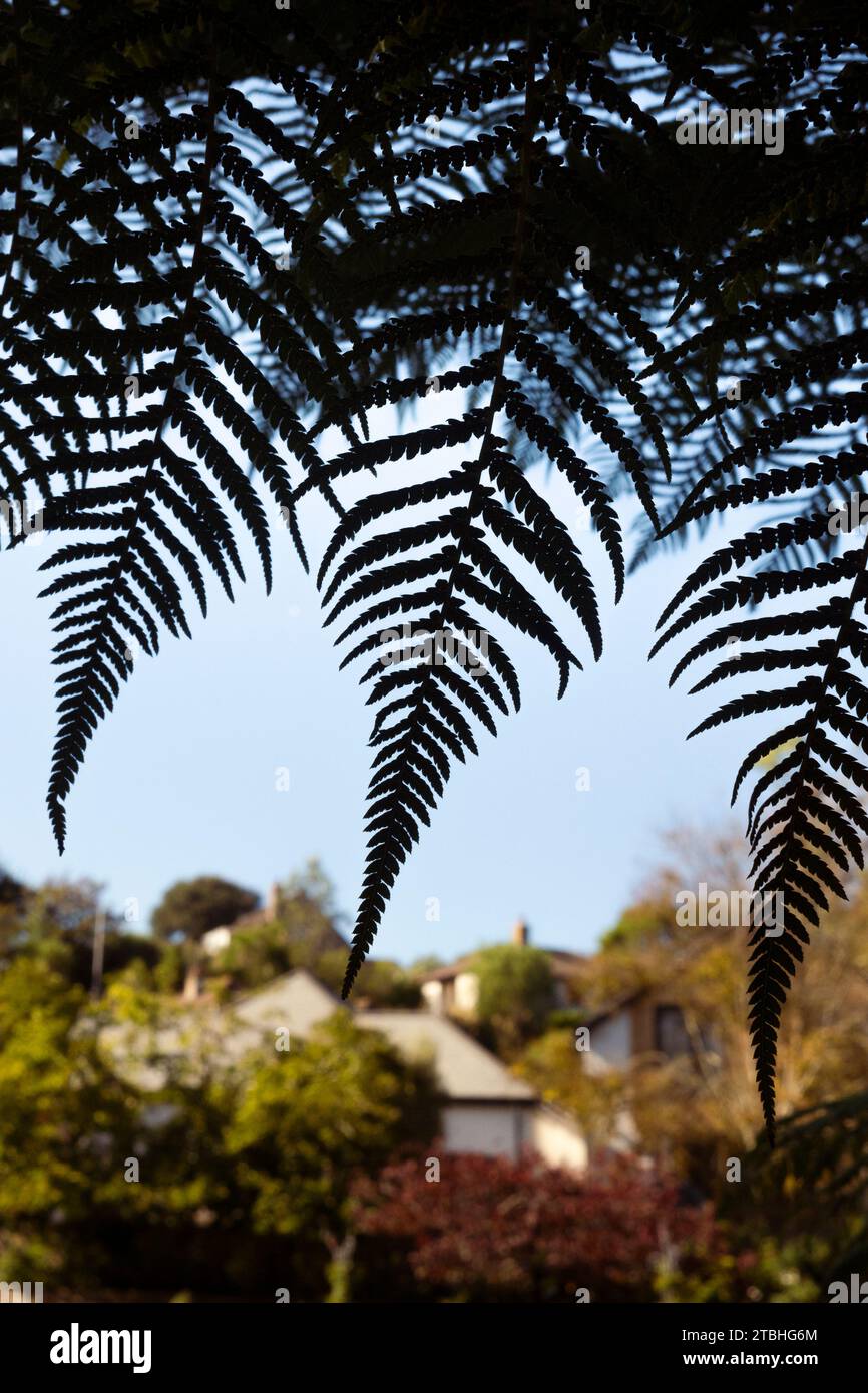 The fronds of the Antarctica dicksonia silhouetted against the sky growing in a garden in Cornwall in England in the UK. Stock Photo