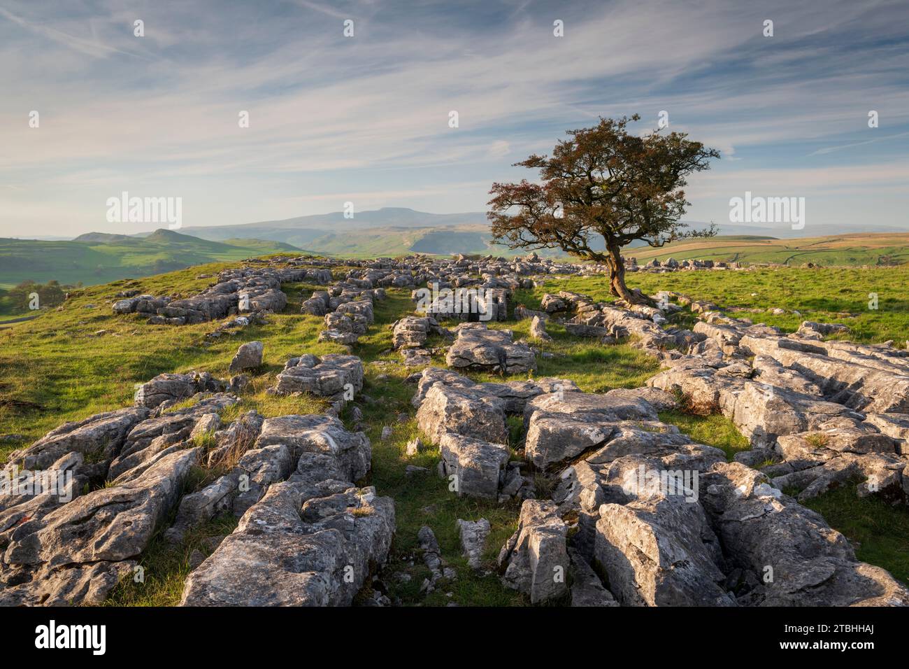 Lone windswept hawthorn tree on a limestone pavement at Winskill Stones, near Settle in the Yorkshire Dales, England.  Autumn (October) 2023. Stock Photo