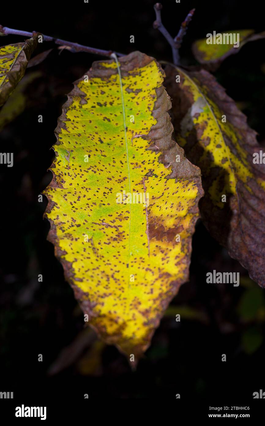 Leaf Color Change In Autumn Leaf Color Change In Autumn