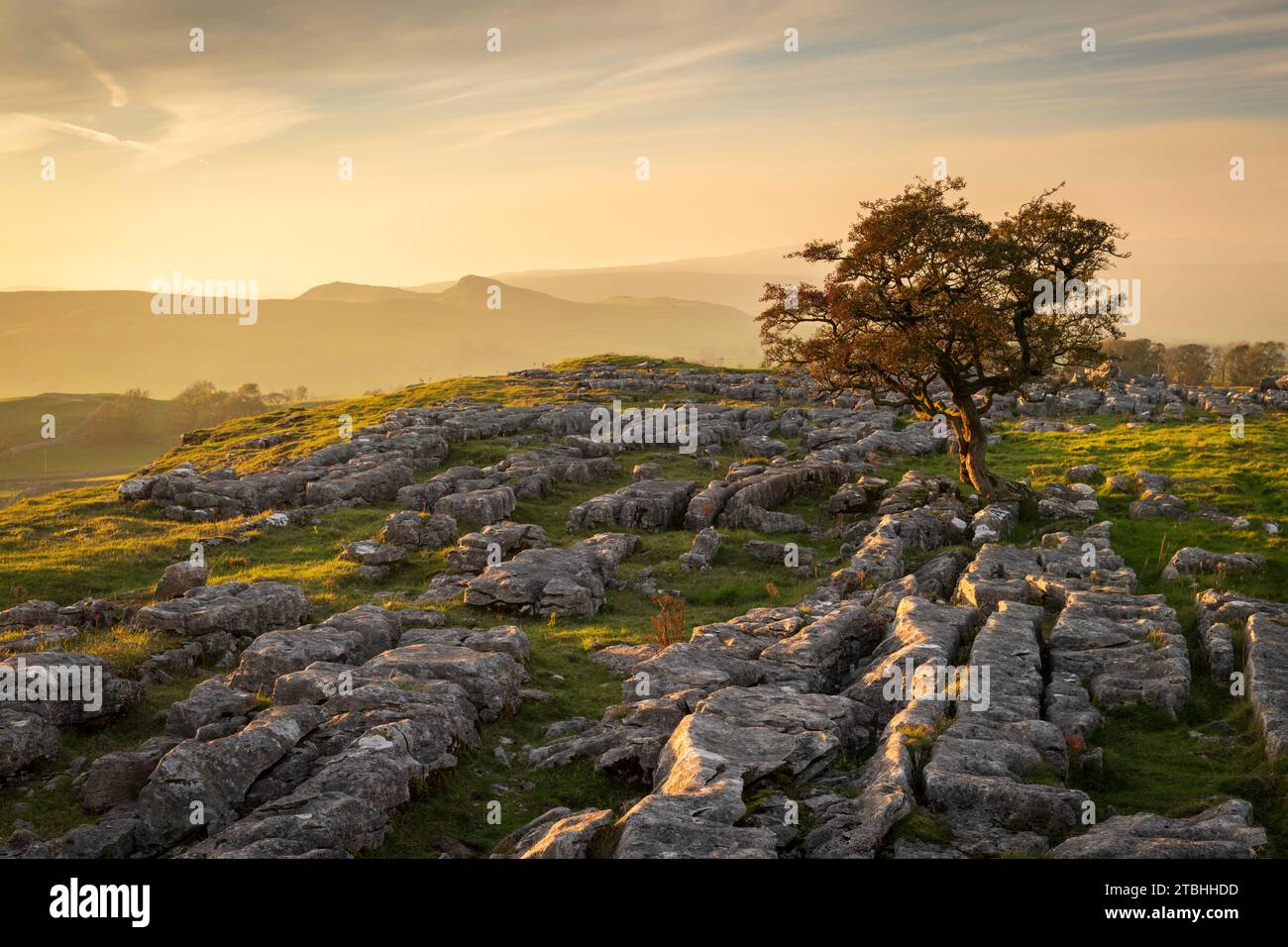 Lone windswept hawthorn tree on a limestone pavement at Winskill Stones, near Settle in the Yorkshire Dales, England.  Autumn (October) 2023. Stock Photo