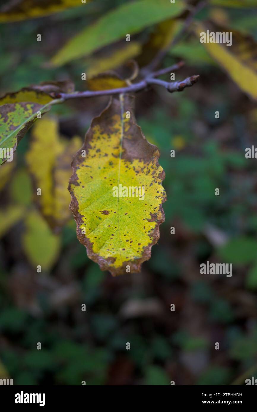 Leaf color change in autumn with different shades of colors on light background Stock Photo