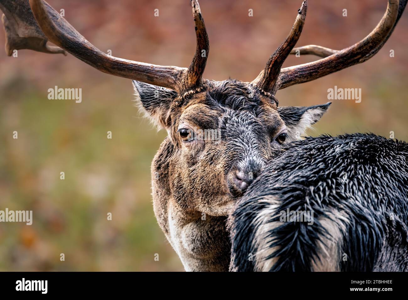 A close-up shot of a majestic white-tailed deer, with a set of impressive antlers atop its head Stock Photo