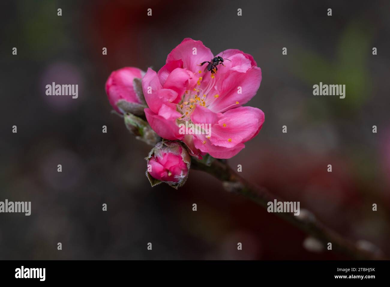 Peach blossom, a flower that only blooms in spring Stock Photo Alamy