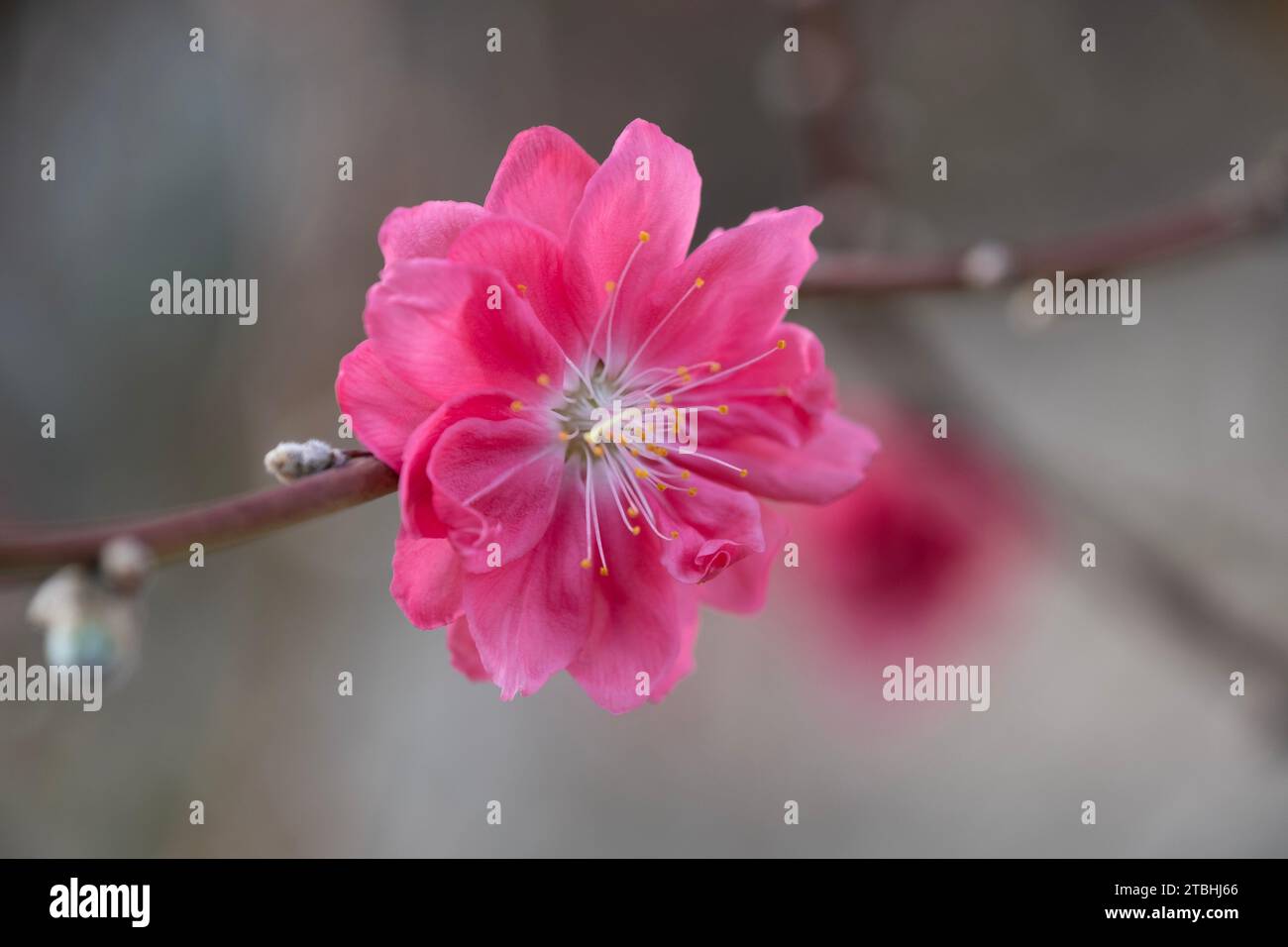Peach blossom, a flower that only blooms in spring Stock Photo Alamy