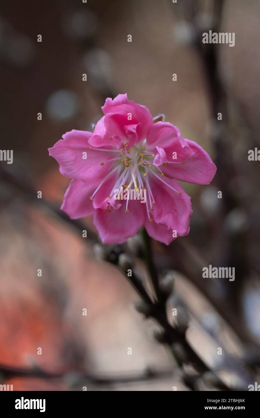 Peach blossom, a flower that only blooms in spring Stock Photo Alamy
