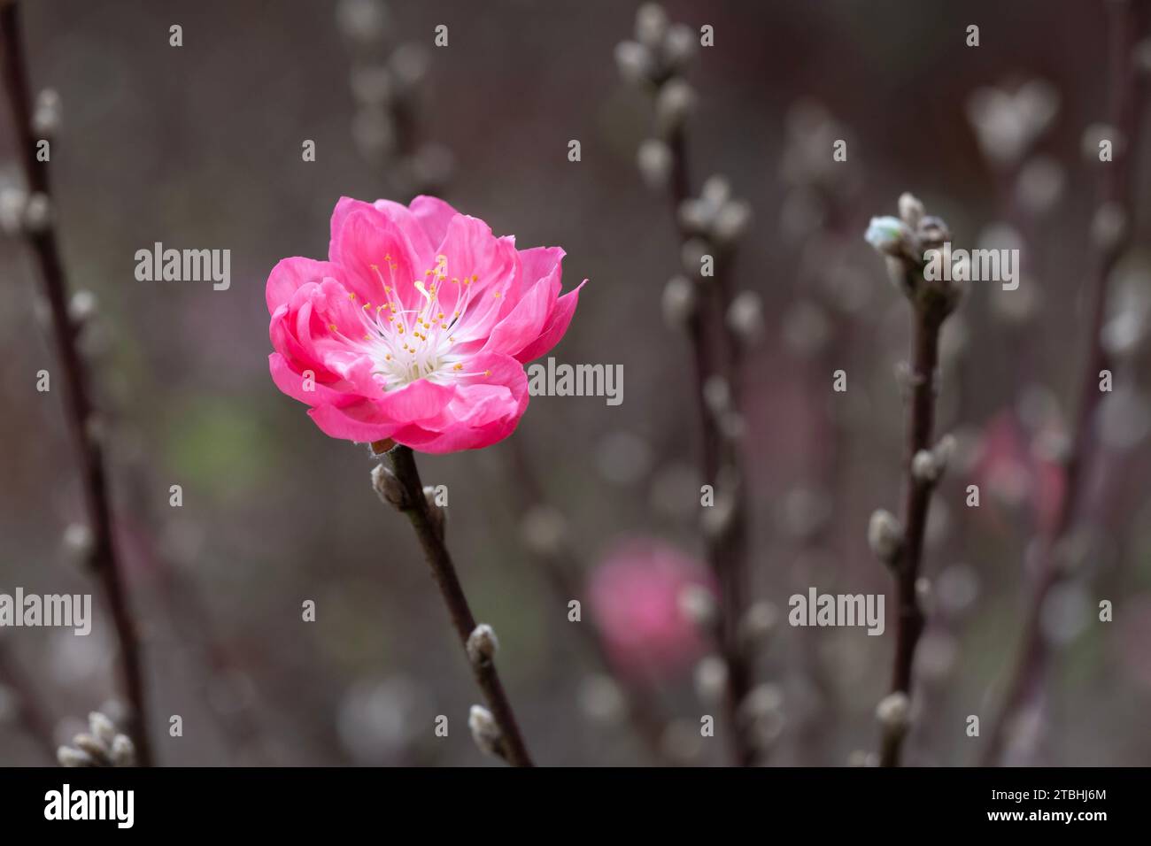 Peach blossom, a flower that only blooms in spring Stock Photo Alamy