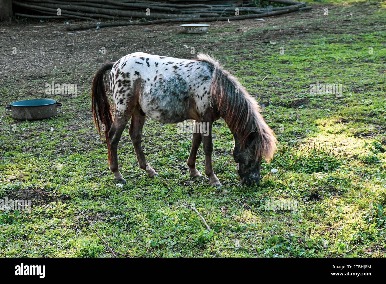 A white pony horse with a white mane and brown markings. It stands free and grazes on green, fresh grass. Stock Photo