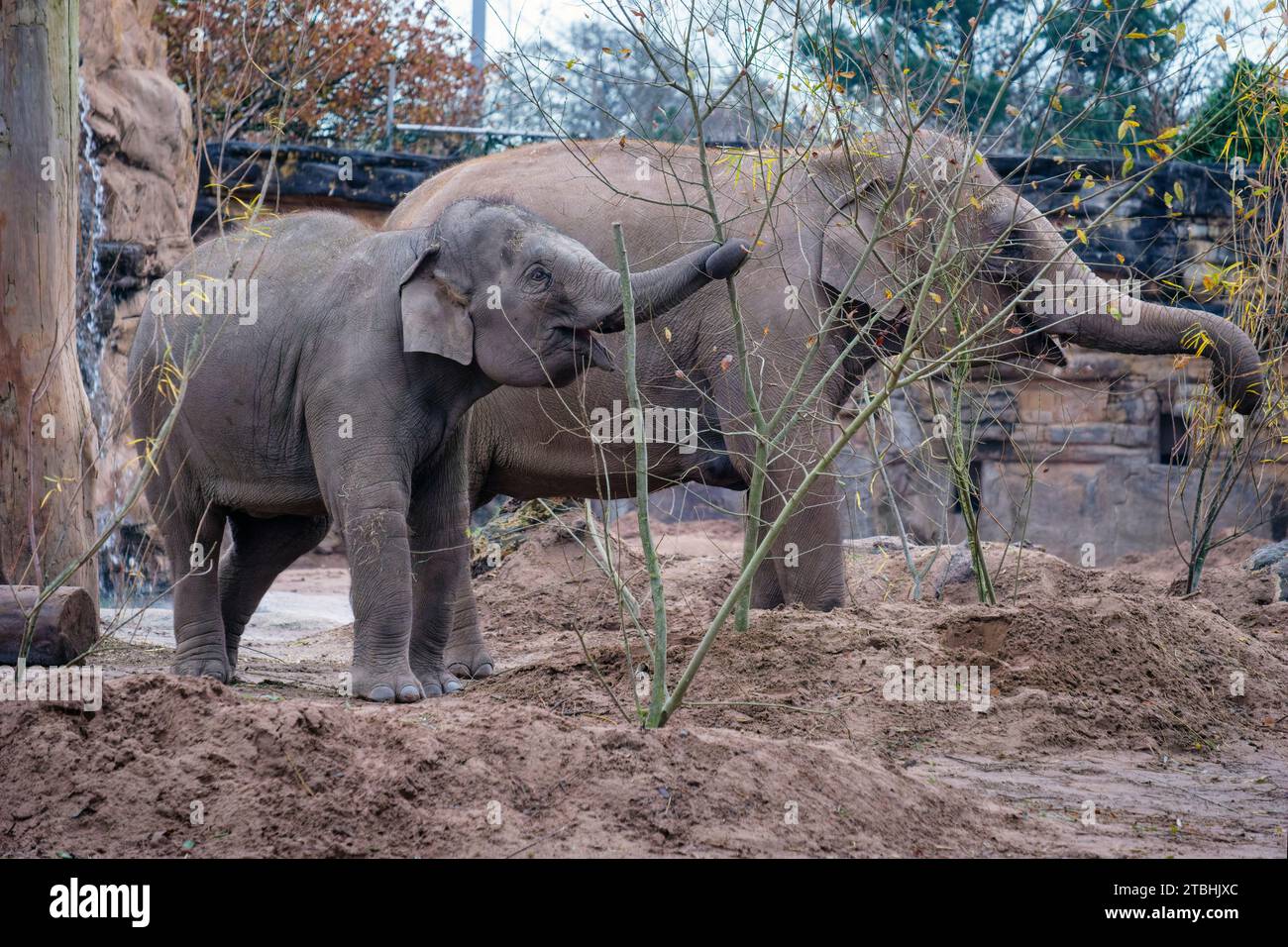 Asian elephants feeding at Chester Zoo, Chester, Cheshire Stock Photo