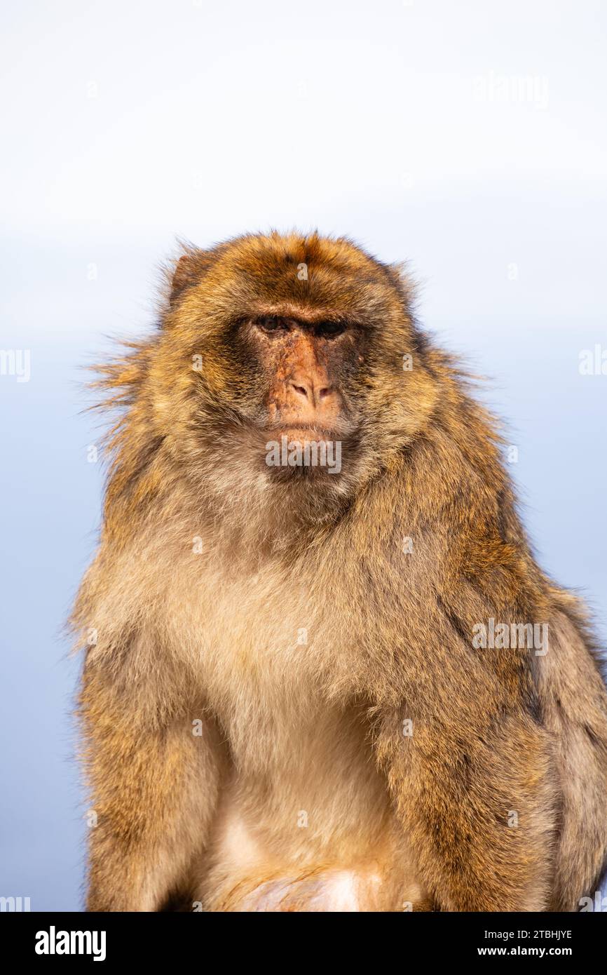 The famous Barbary Macaque of the British Overseas Territory of Gibraltar, the Rock of Gibraltar on the Iberian Peninsula. Stock Photo