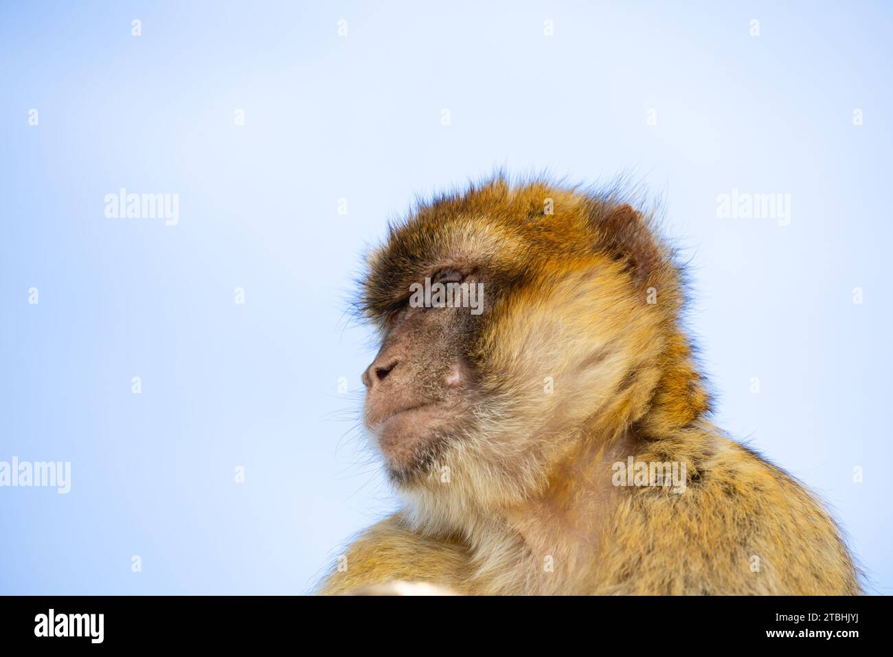 The famous Barbary Macaque of the British Overseas Territory of Gibraltar, the Rock of Gibraltar on the Iberian Peninsula. Stock Photo