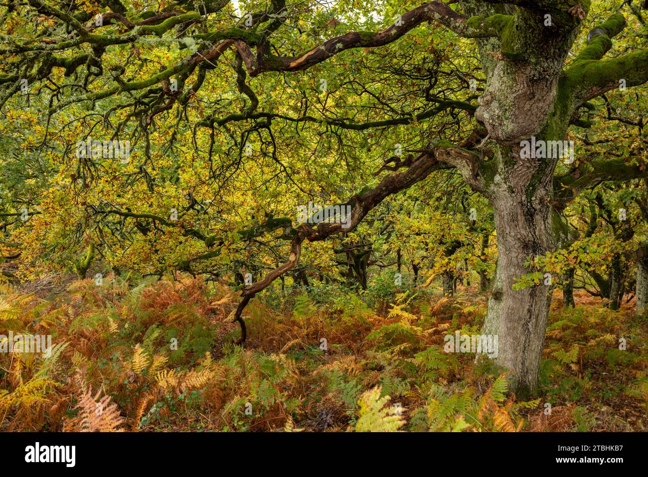 Deciduous woodland in autumn colours, Dartmoor, Devon, England.  Autumn (November) 2023. Stock Photo