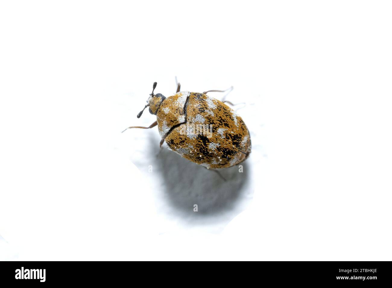 Isolated on white background the small varied carpet beetle, Anthrenus verbasci. Home and storage pest. The larva of this beetle is a pest of clothes Stock Photo