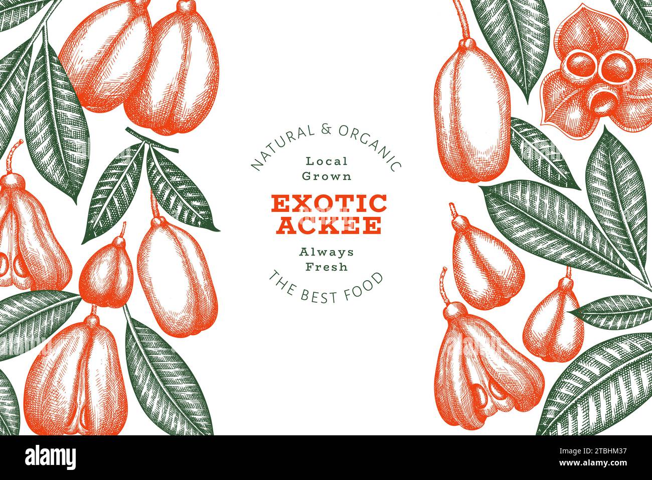 Hand drawn sketch style ackee banner. Organic fresh food vector illustration. Retro exotic fruit design template. Engraved style botanical background. Stock Photo