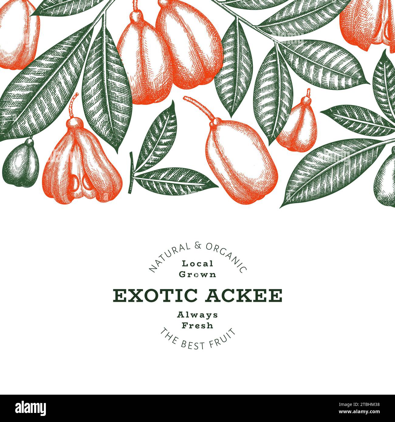 Hand drawn sketch style ackee banner. Organic fresh food vector ...