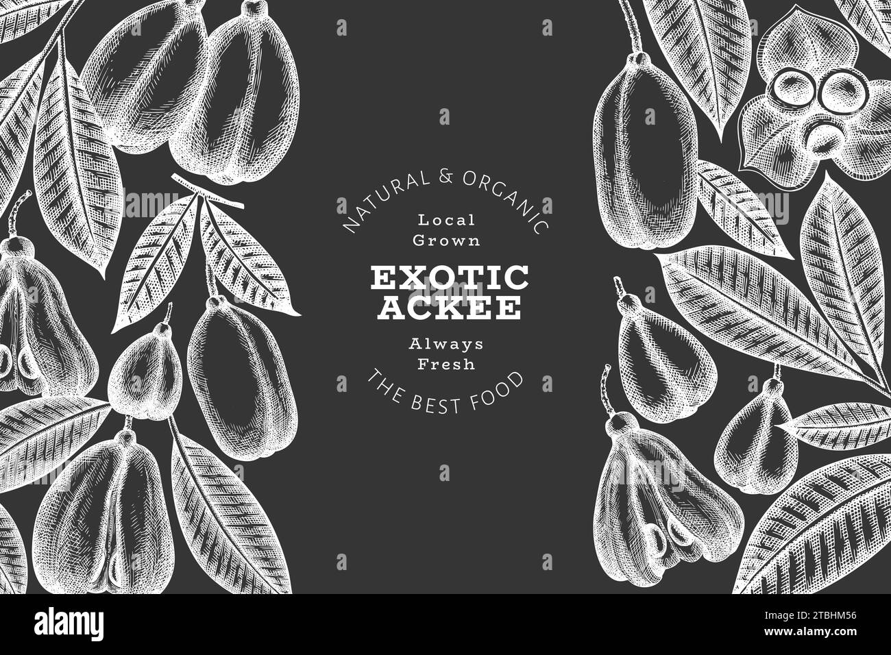 Hand drawn sketch style ackee banner. Organic fresh food vector ...