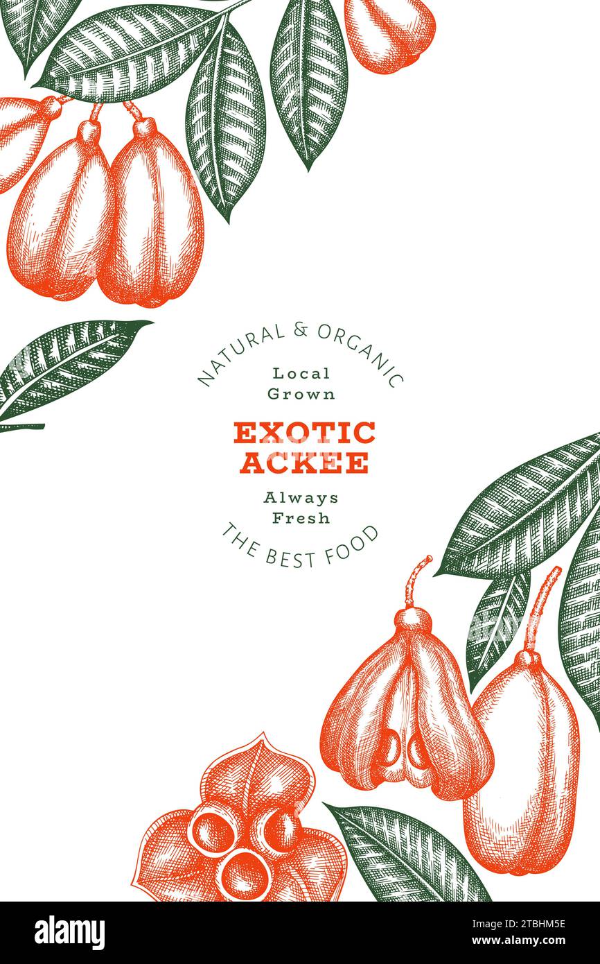 Hand drawn sketch style ackee banner. Organic fresh food vector ...