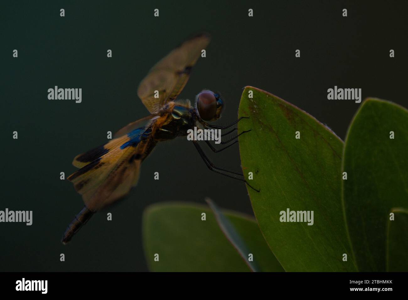 Waterlily dragonflies hi-res stock photography and images - Alamy