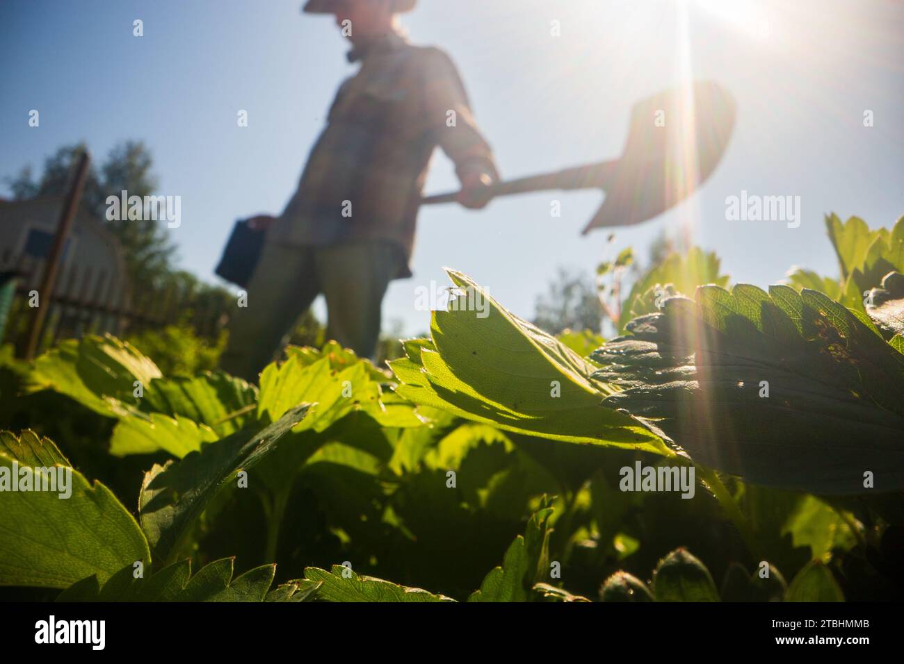 The farmer stands with a shovel in the garden at the farm. Gardening ...