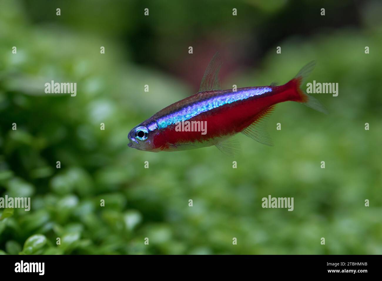 Closeup of cardinal tetra fish in aquarium with green plant background Stock Photo