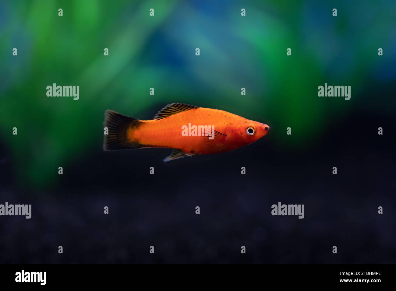 Closeup view of bright red orange Platy Fish in dark aquarium Stock Photo