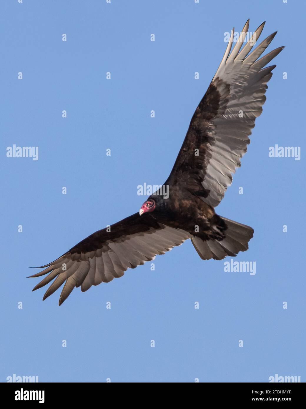 Closeup of large Turkey Vulture in flight overhead with spread wings Stock Photo Alamy