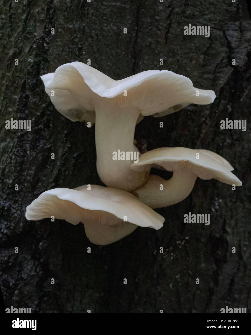 Closeup of three Elm Oyster Mushrooms growing on a tree Stock Photo