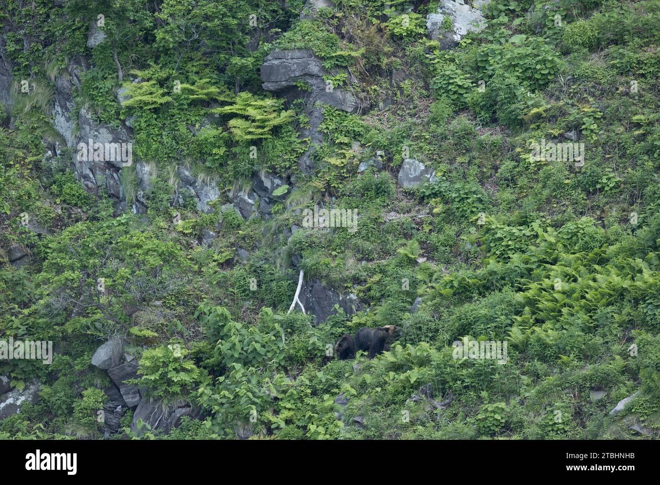 Ezo brown bears Shiretoko National Park Japan Stock Photo