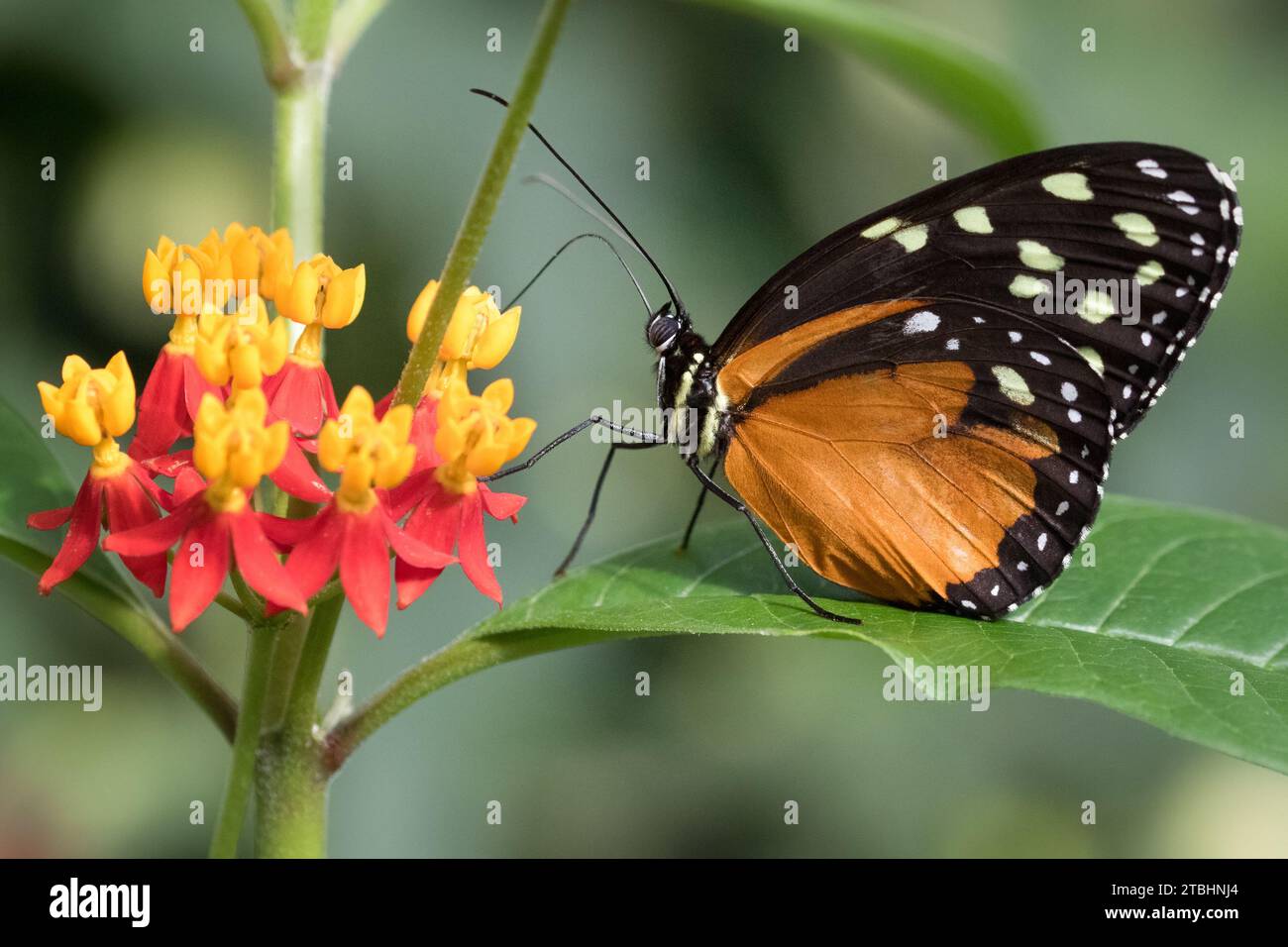 Closeup of tigerwing butterfly on green leaf sipping nectar from flowers Stock Photo