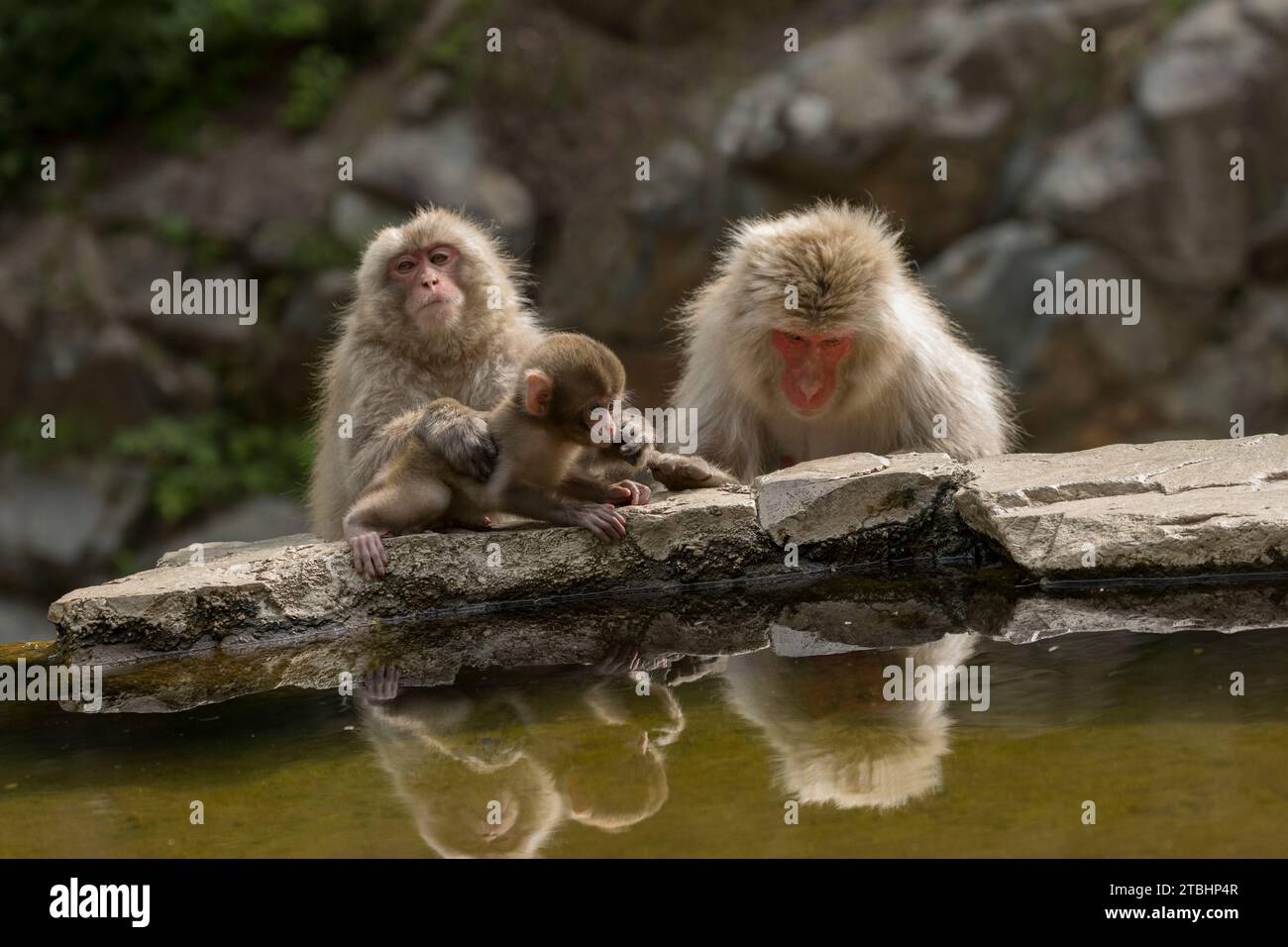 baby snow monkeys jigokudani park Japan Stock Photo