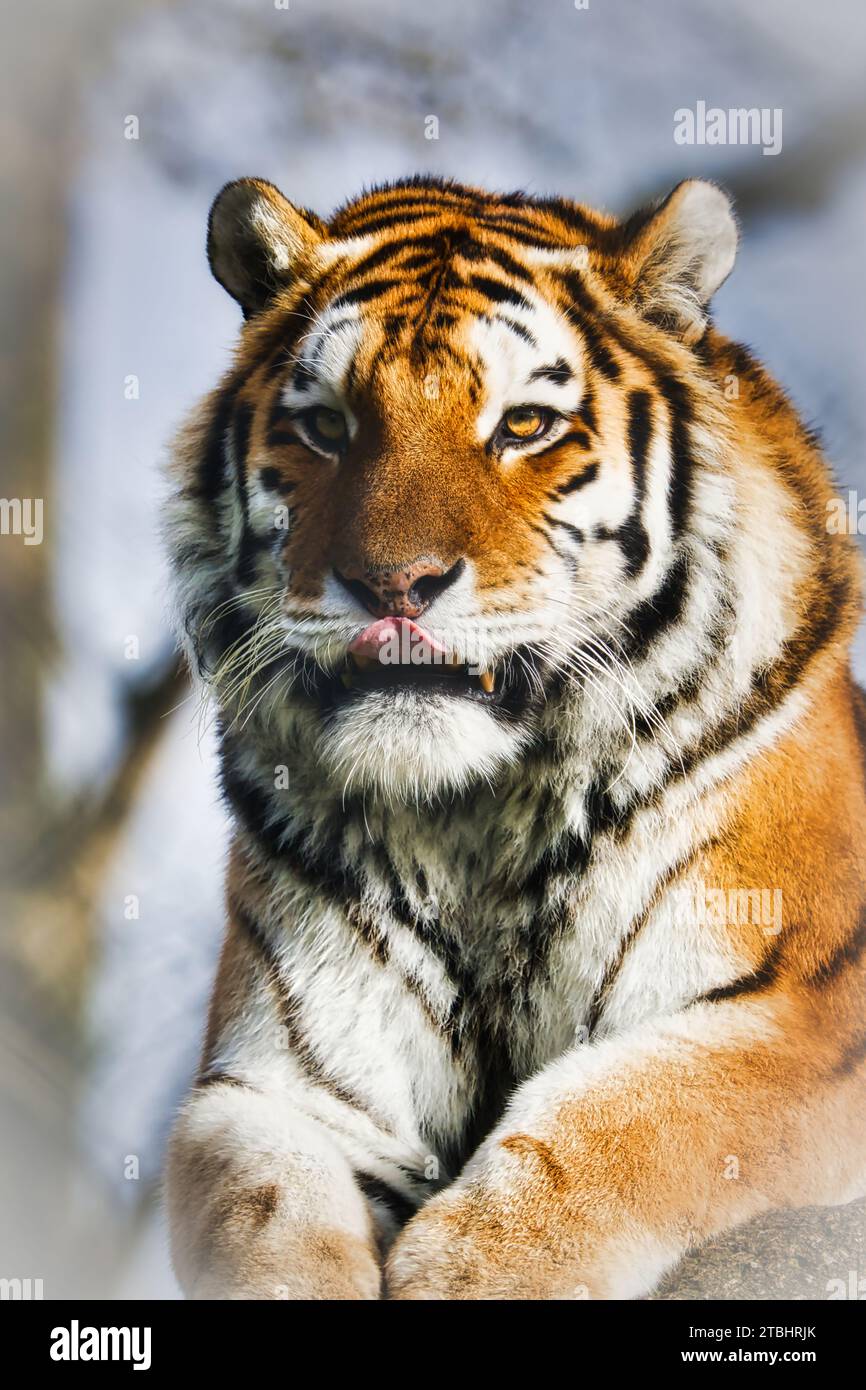 Endangered Amur Tiger head shot. Stock Photo