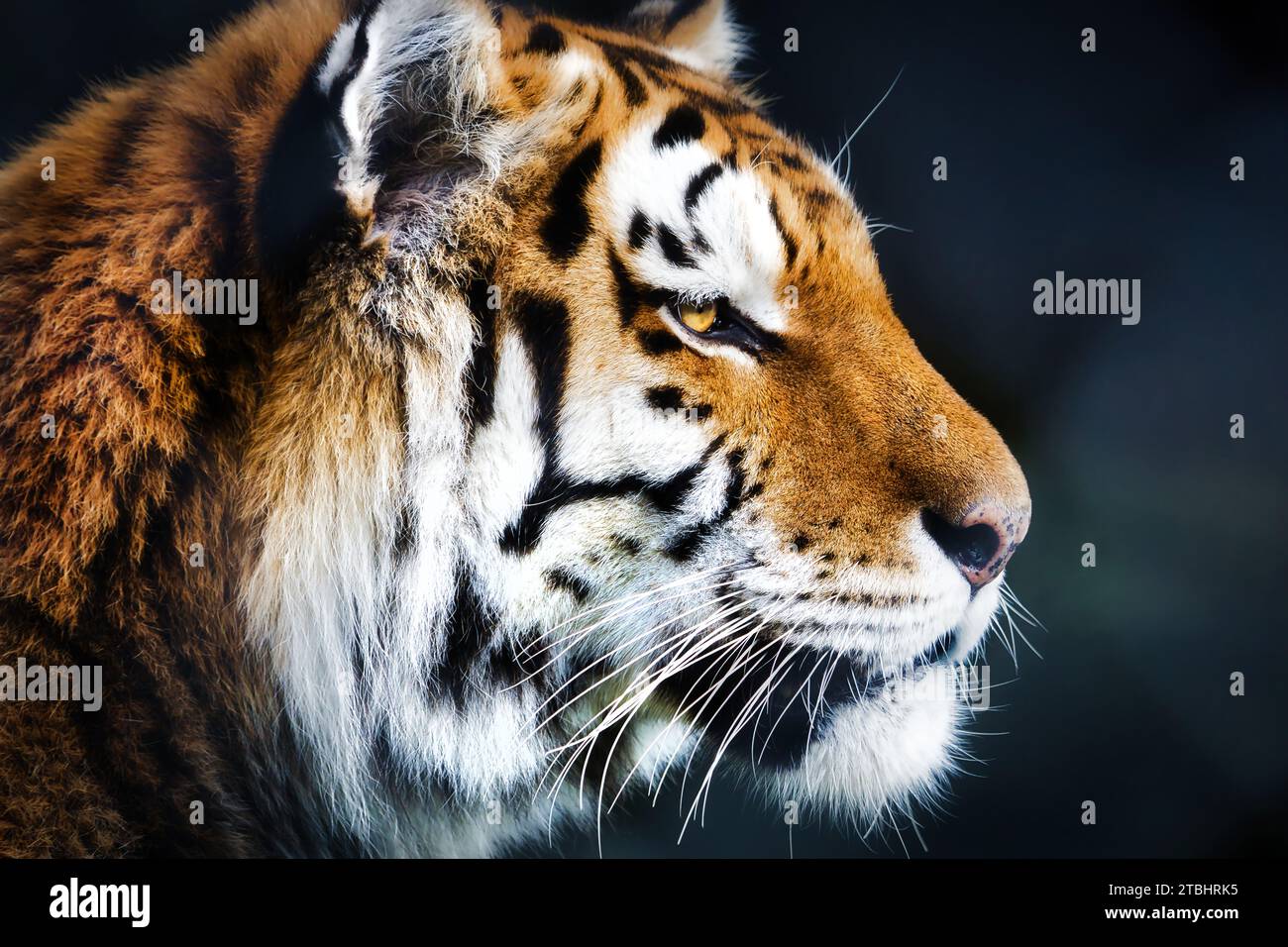 Endangered Amur Tiger head shot. Stock Photo