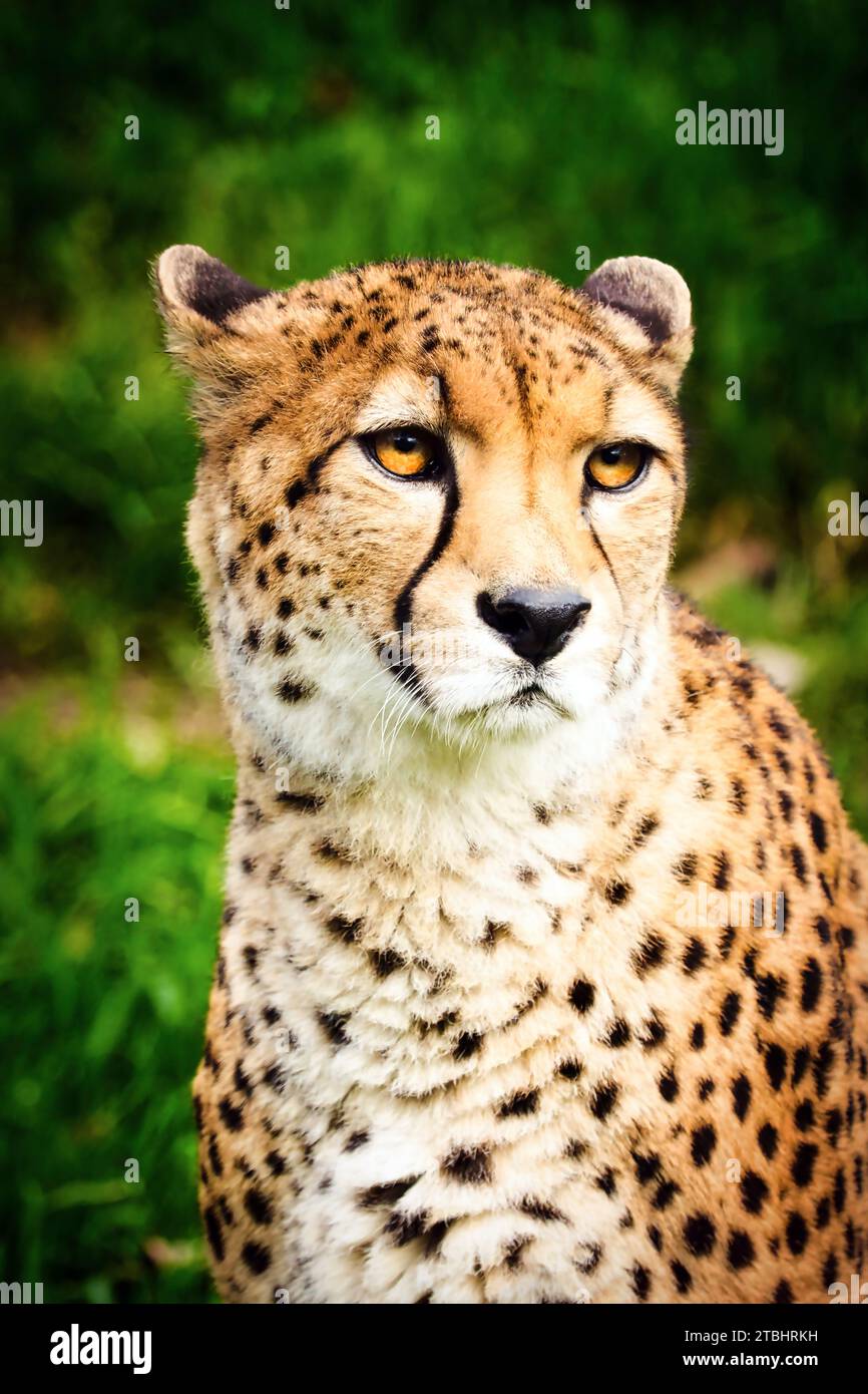 Northeast Cheetah Stock Photo