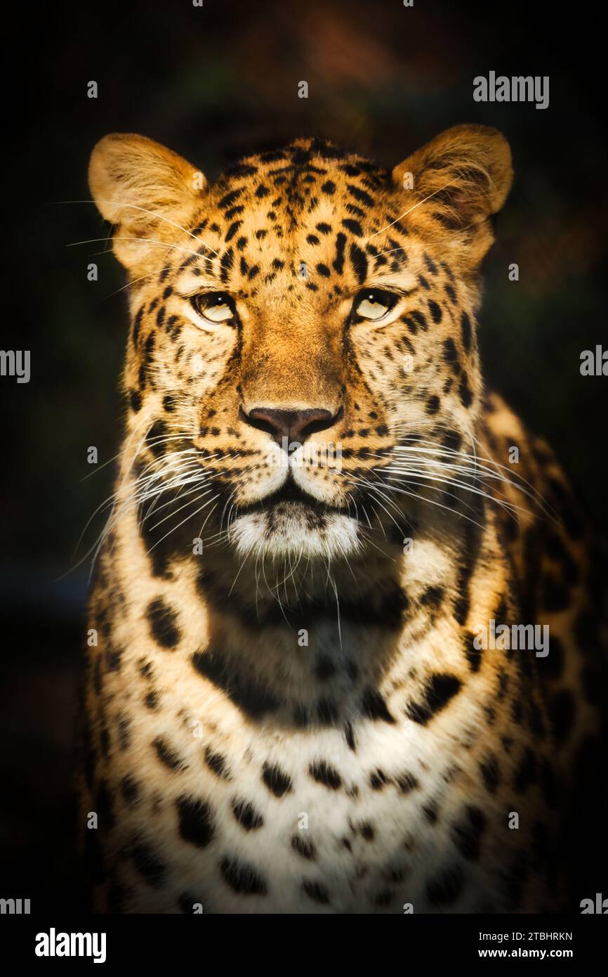 Amur Leopard, the rarest big cat in the world Stock Photo Alamy