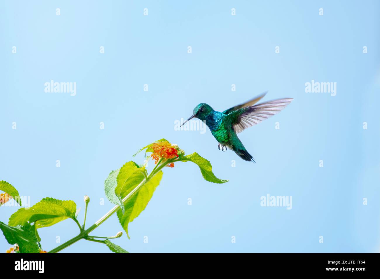 A male Blue-chinned Sapphire hummingbird, Chlorestes Notata, in flight in the blue sky with Lantana blooms Stock Photo