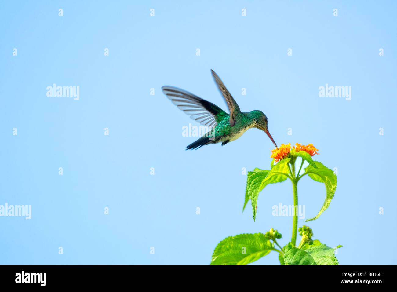 A Blue-chinned Sapphire hummingbird, Chlorestes Notata, pollinating orange flowers isolated in the blue sky Stock Photo