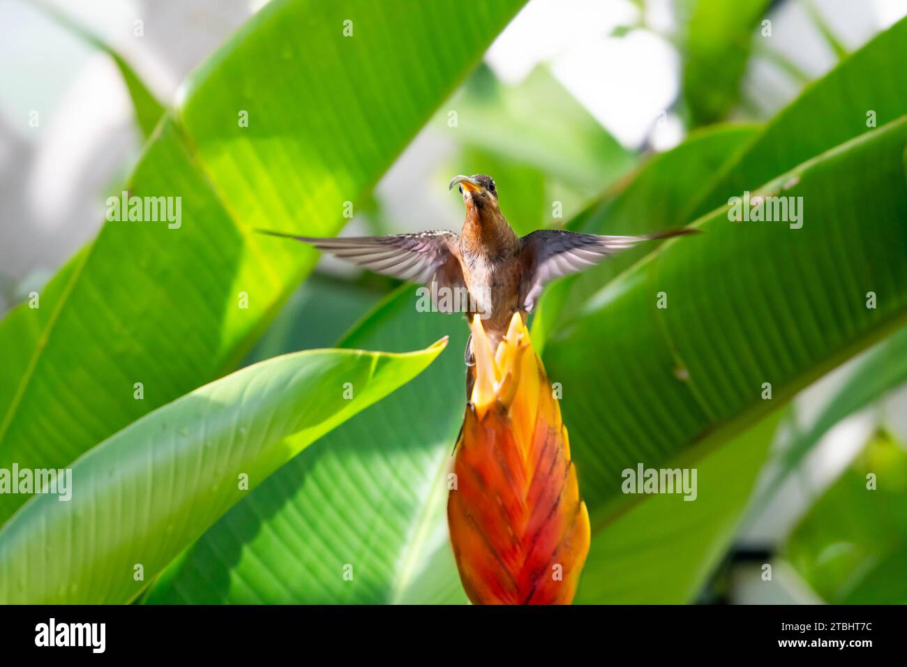 A Rufous-breasted Hermit, Glaucis hirsutus, flying with wings spread next to an exotic Heliconia flower Stock Photo