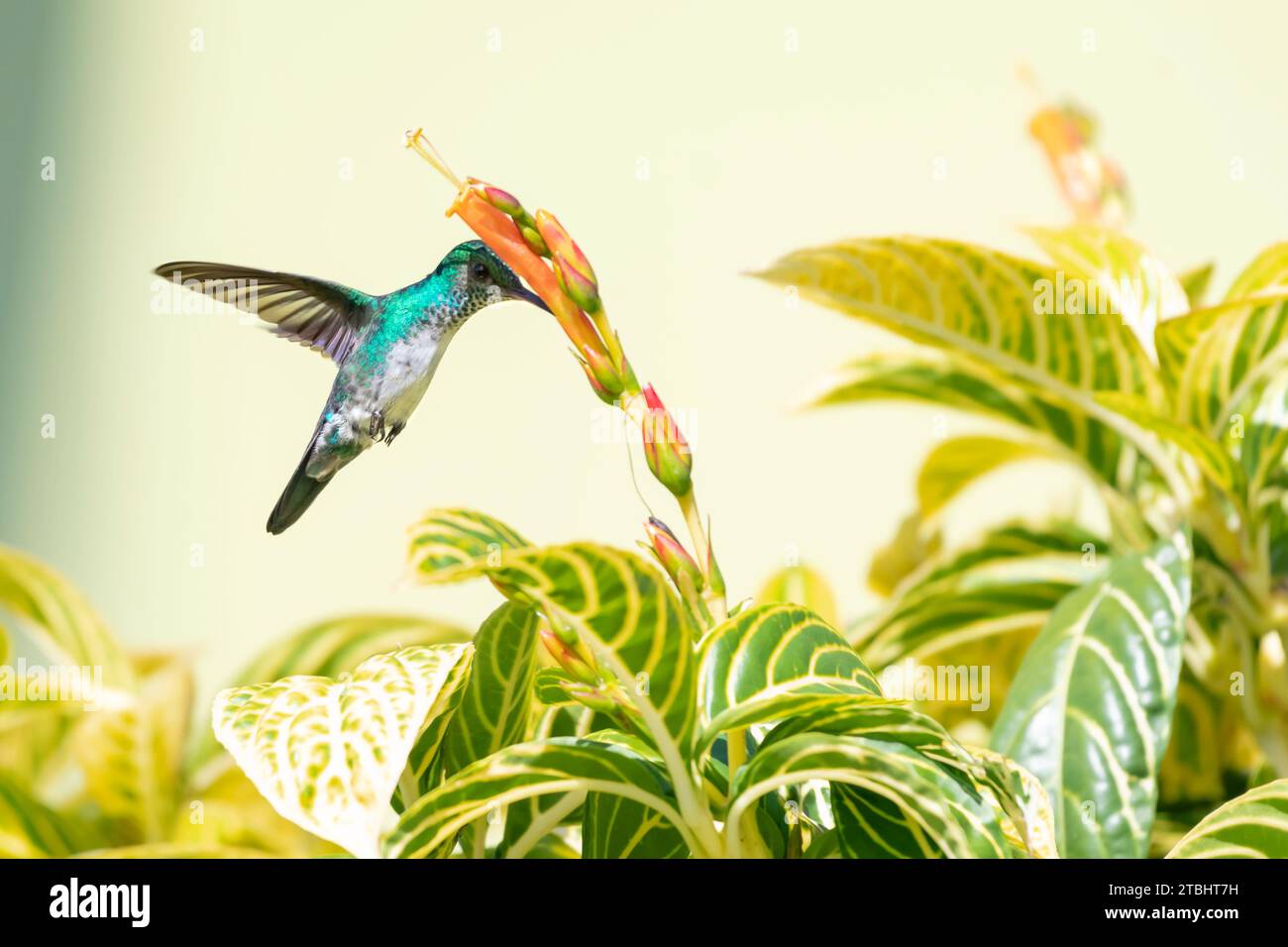 A Blue-chinned Sapphire hummingbird, Chlorestes Notata, feeding on orange flowers on a bright sunny day Stock Photo