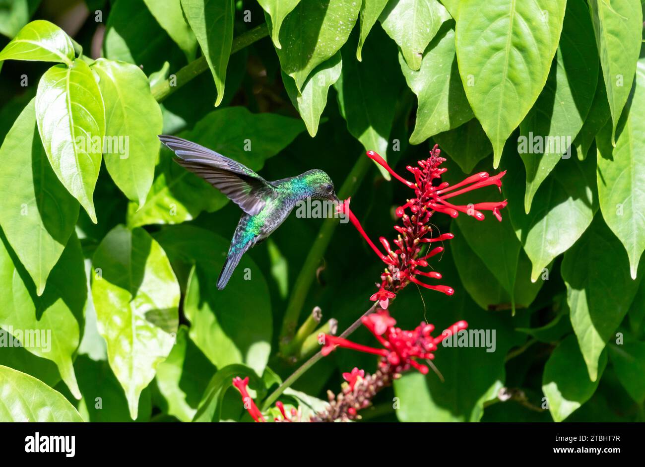 Blue-chinned Sapphire hummingbird, Chlorestes Notata, feeding on red flowers framed with green leaves Stock Photo
