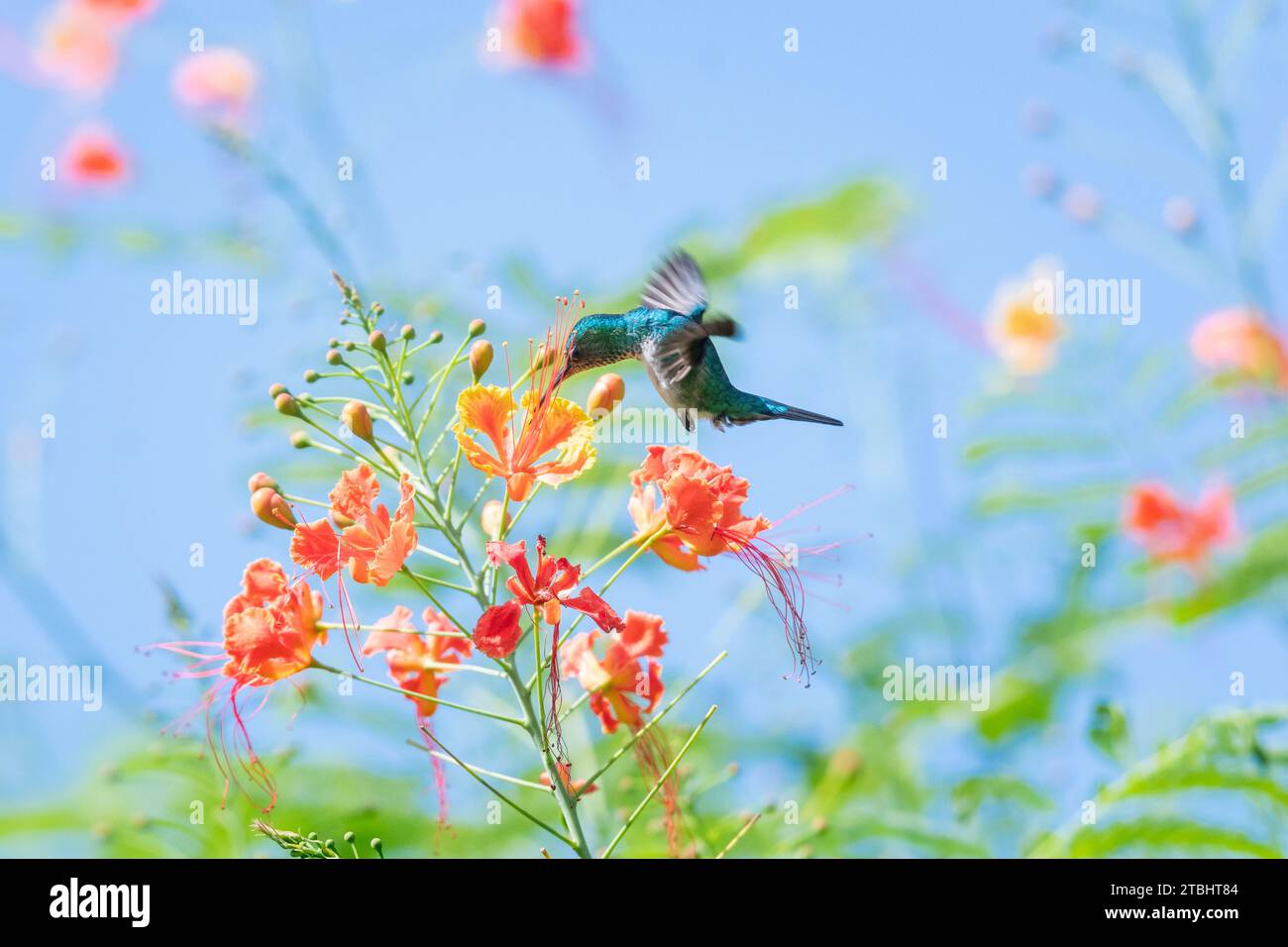 Blue-chinned Sapphire hummingbird, Chlorestes Notata, pollinating tropical orange Pride of Barbados flowers glittering in the sunlight Stock Photo
