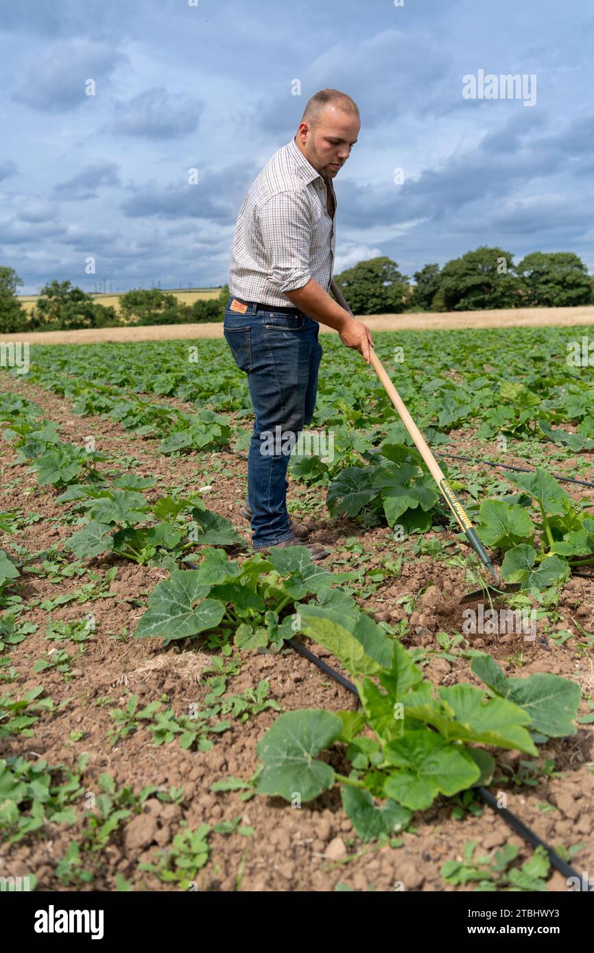 Farmer checking field of young pumpkin plants, Durham, UK. Stock Photo