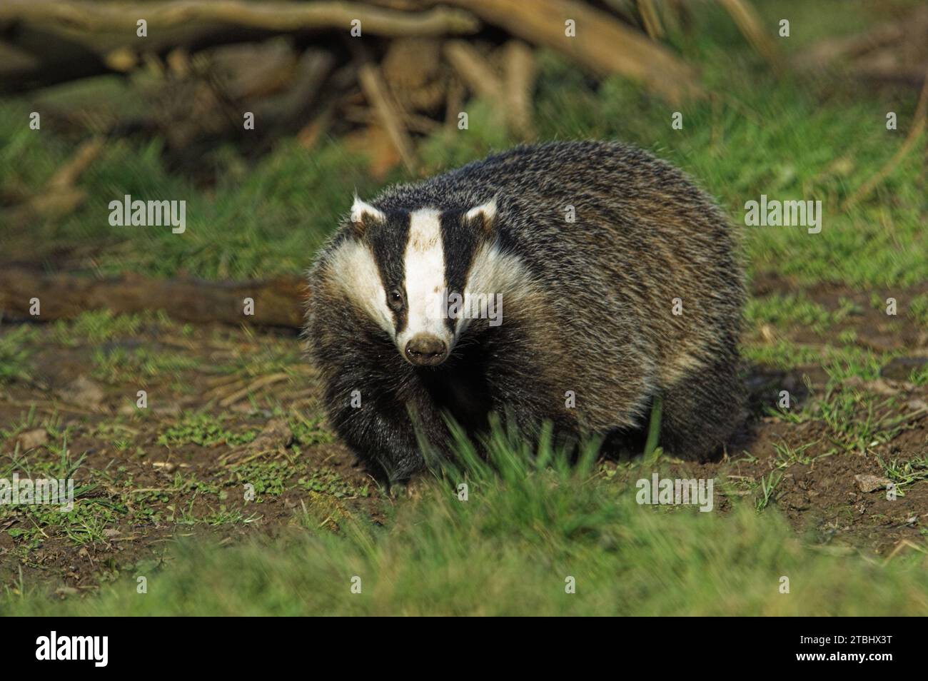 European Badger (Meles meles) Adult above ground during evening light. Stock Photo
