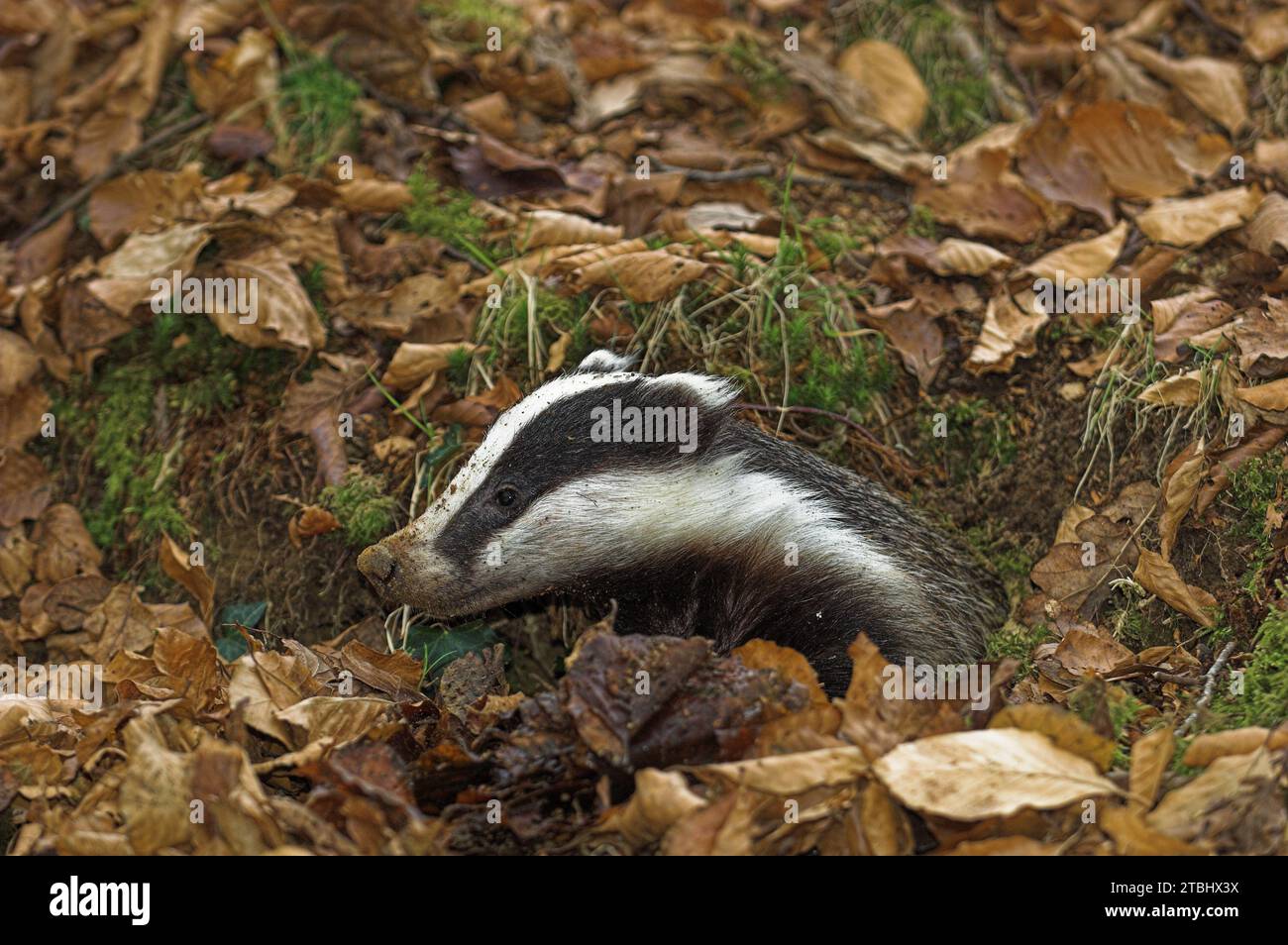 European Badger (Meles meles) Adult about to leave sett entrance. Stock Photo