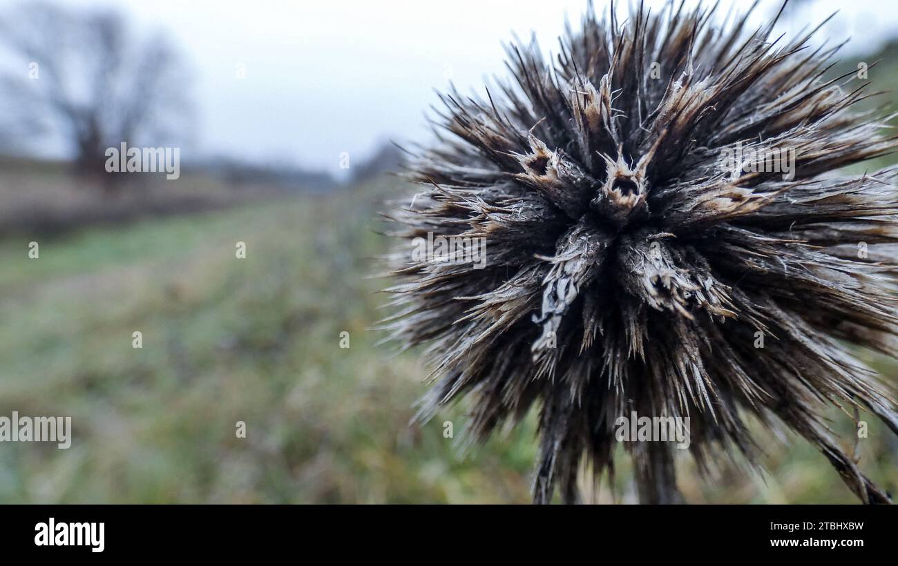 Dry heads of great globe thistle. Echinops sphaerocephalus, glandular