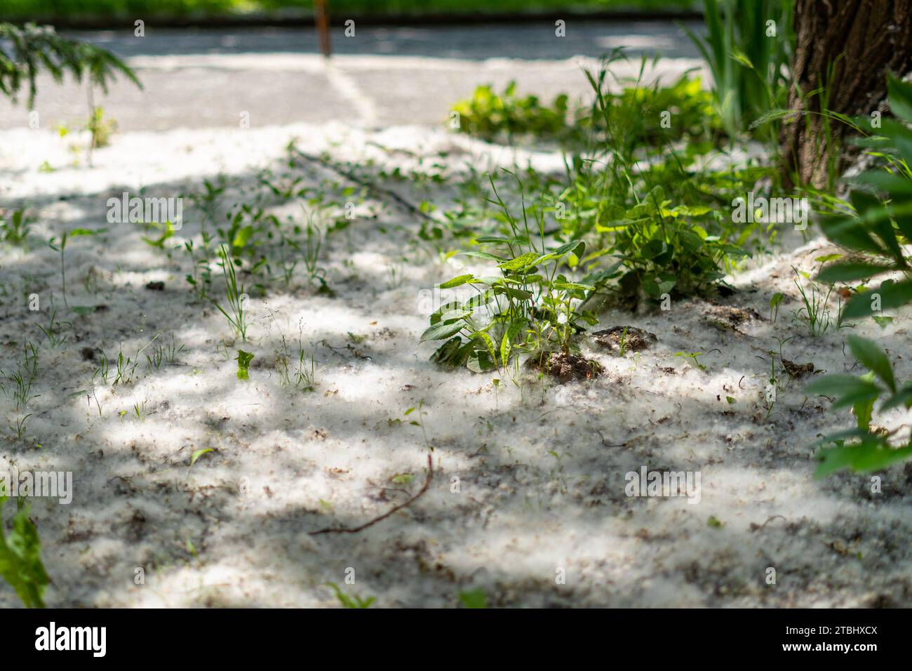Poplar (populus alba) seeds covering the grassy ground Stock Photo